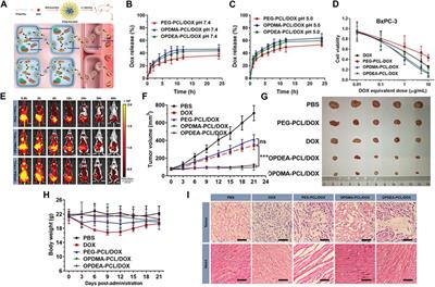 Frontiers | Biodegradable Polyester-based Nano Drug Delivery System In ...